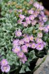 Oscullaria Deltoides 6 Pack