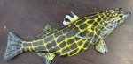 Decor Fish Black And Gold FF05
