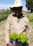 Bulbine Frutescens 4LT