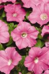 Petunia Carpet Pink Seed - 50 Pelleted Seed