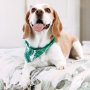 Pawm Springs ~ Dog Bandana - Large