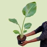 Wild Banana - In 14CM Nursery Pot