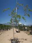White Stinkwood Tree 100LT