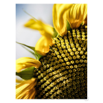 Sunflower Art Print - A2