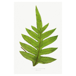 Gathering Green 2 Art Print
