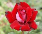 Alleluia Hybrid Tea Rose 5LT