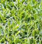 Kikuyu Grass Tray 128 Plug