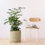 Natal Mahogany - Large - In 35CM Talala Basket