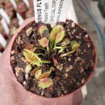 Venus Fly Trap 'rabbit Teeth' Special Import. - Dormant Plant. 12CM Plastic Container.