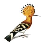 African Hoopoe Art Print
