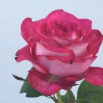 Manie Jackson Hybrid Tea Rose 5LT