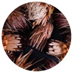 Golden Browns Proteas Round Coaster