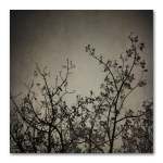 Reaching Trees Square 2 Art Print - 30 X 30CM No Frame Print Only