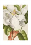 Magnolia Art Print
