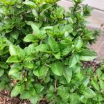 Basil Perrenial 20G T