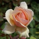 Tanned Beauty Hybrid Tea Rose 5LT