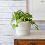 Golden Pothos - In Flo Planter Coconut White