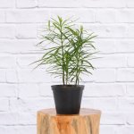 Yellowwood - 15CM Nursery Pot