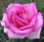 Roma Naude Rose Std 90CM