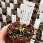 Venus Fly Trap 'G14 - Dirk Ventham Giant.' Special Import. - Dormant Plant. 12CM Plastic Container.
