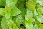 Spearmint Concentrate - 50ML