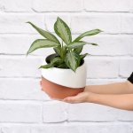 Chinese Evergreen - Silver Bay - In Daxi Planter - Terracotta