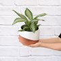 Chinese Evergreen - Silver Bay - In Daxi Planter - Terracotta