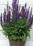 Salvia New Dimension Blue Seed - 500 Coated Seed