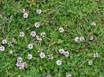 Phyla Nodiflora Lippia 128 Plug Tray