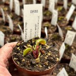 Venus Fly Trap 'double Face.' Collectible Import. - 2 Year Old Plant. 7.5CM Plastic Container.
