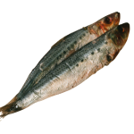Pilchards 1KG