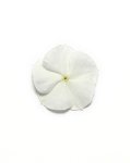 Vinca Pacifica White Xp Seed - 1000 Raw Seed