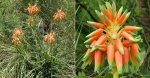 Aloe Cooperi 20LT