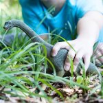Dinosaurs - Brachiosaurus