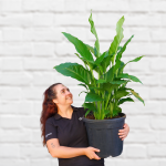 Peace Lily - Sebastian - Extra Large - In 35CM Nursery Pot