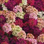 Alyssum Easter Bonnet Formula Mix 6 Pack Tray