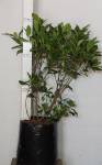 Gardenia Floribunda 20LT