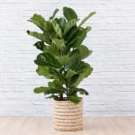 Fiddle Leaf Fig - 3 Stem - In Fundo Palm Leaf Basket
