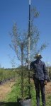 Buddleja Saligna 40LT