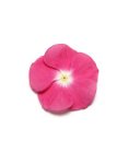 Vinca Pacifica Halo Magenta Xp Seed - 30 Raw Seed