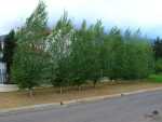 Populus Simonii 10LT Poplar Tree