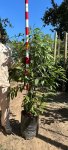 Nuxia Floribunda Tree 20LT
