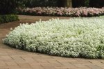 Alyssum Clear Crystal White Seed - 1000 Coated Seed