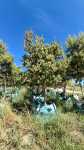 Syzygium Cordatum 500LT