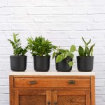Low Light Pack - In Matt Black Ceramic Pots