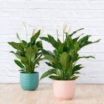 Peace Lily - Chopin - In Teal Blue Poodle Planter