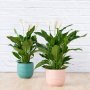 Peace Lily - Chopin - In Teal Blue Poodle Planter