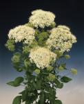 Trachelium Lake Michigan White - 20 Pelleted Seed