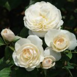 Rose Spirit Of Sacs 5LT