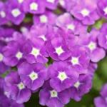 Verbena Vanessa 14CM Pot